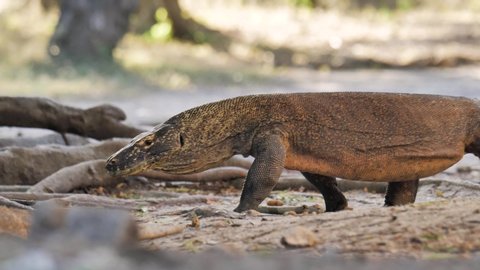 Close up of a komodo dragon filmed in the national park in Indonesia in 4k.