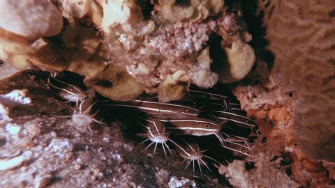 Striped Catfish Schooling. Tropical underwater fish reef marine striped eel catfish (Plotosus lineatus). Tropical colourful underwater seascape. Reef coral scene coral reef. Colourful tropical coral 