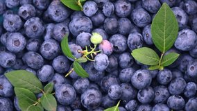 Blueberry rotating background. Fresh and ripe organic Blueberries Rote backdrop. Diet, dieting, healthy vegan food. Organic Blue berries with a leaf, macro shot. Vegan sweet food, Slow motion, flatlay