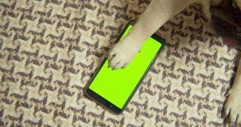Funny pug dog slow swiping, scrolling smartphone by paw. Watching online, chatting in social media messenger.  Online shopping. Funny animal gadget  concept.