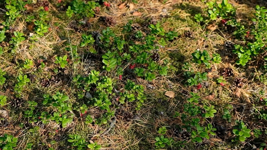 Girl picks mushrooms in the forest. Brown boletus, the black-headed, grows in a mixed forest. Young forest, in Russia, a lot of moss, lingonberries, blueberries. The mushroom must be carefully cut and