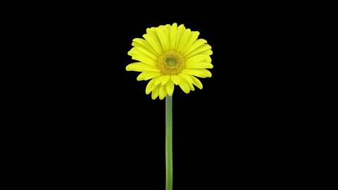 Time-lapse of opening yellow gerbera flower 5a2 isolated on black background
