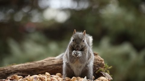 Eastern Grey Squirrel on the feeder