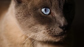 Siamese Thai cat with blue eyes looks at the camera. Close-up. Macro
