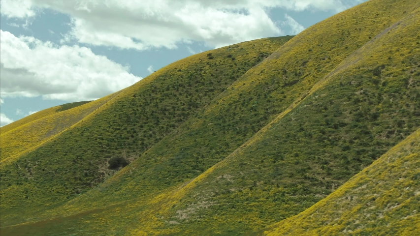 Aerial: Grassland, wildflowers & rolling hills during the superbloom. Carrizo Plain National Monument, California, USA 