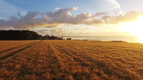 Aerial video of Wheat field in sunset time     taken by drone camera : vidéo de stock