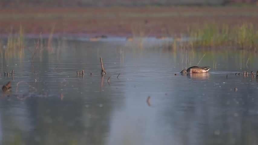 Northern Shoveler in Water image - Free stock photo - Public Domain ...