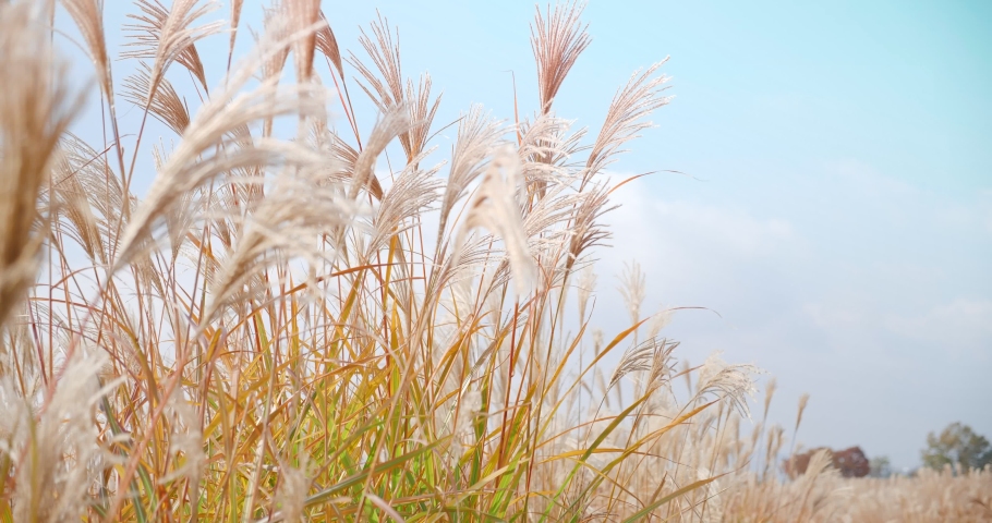 Beautiful Japanese silver grass flower sway in the wind. (Miscanthus floridulus) Royalty-Free Stock Footage #1042244194