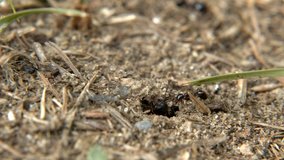  Ants walking on Soil