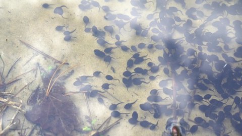 black tadpoles in a pond. Toad tadpoles. Tadpole frog life cycle.