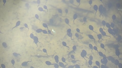 black tadpoles in a pond. Toad tadpoles. Tadpole frog life cycle.