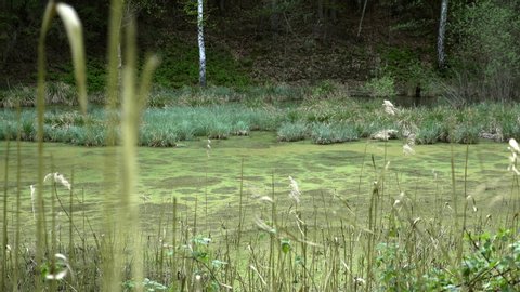 Swamps in summer. Cool green lake in primeval forest. Wild melancholic landscape with water, small pond and lake. Mystery wetland with trees. Enigmatic mysterious swamps. Eerie situation marsch