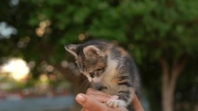 Closeup view portrait of cute sweet little kitten of several monthes old sitting in hands of adult woman. Slow motion full hd video footage.