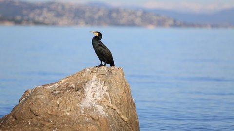 Footage of a cormorant resting on rocks at Saint Tropez bay in France
