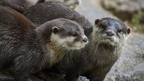 Close up view of three small river otters running and screaming, looking at camera and away, in zoo enclosure, high angle view