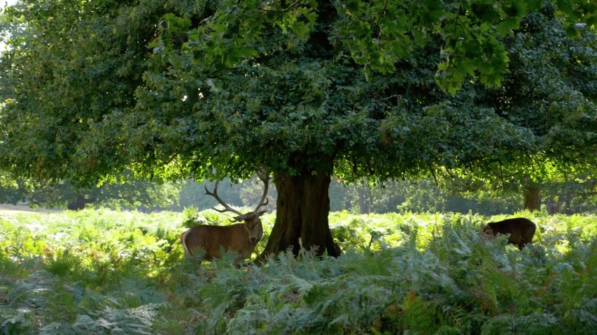 Slow motion: a deer with its antler lodged in a tree. Shaking and looking at you. Peaceful moment in Richmond Park in London long shot 1080 HD