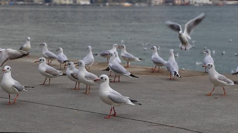 Sitting and flying group or flock of seagulls on a pier near the water on a Sunny day. Seagulls preen their feathers group. Light waves on the water. İstanbul Tarabya