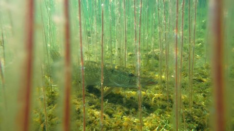 Northern pike staying on lake bottom among stems of water lobelia (Lobelia dortmanna) aquatic plant. Underwater shot at clear-watered lake in Finland.