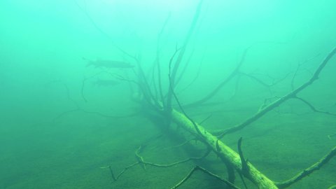 Two big pikes (Esox lucius) hiding among branches of sunken snag tree deep in bottom of a clear-watered lake in Finland.