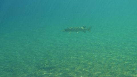 Big northern pike (Esox lucius) swimming slowly in open water of a clear-watered lake in Finland.