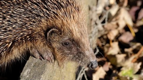 Hedgehog in bright sun in urban house garden in autumn. UK.