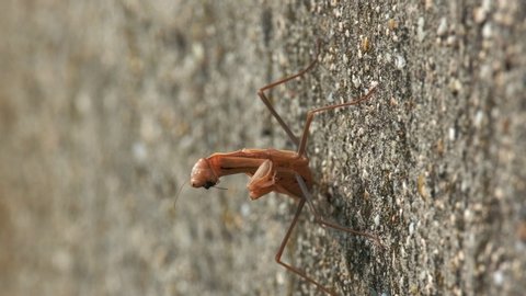 Preying Mantis clamber on the Concrete Fence. 