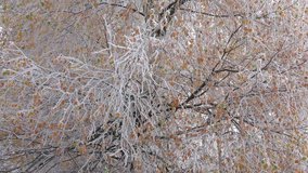 The frozen branches of a birch autumn closeup