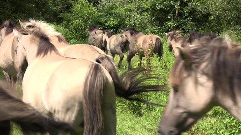 Konik horses walking in forest