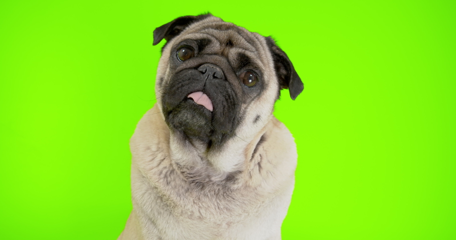 Cute pug dog. Green screen. Portrait close up. Tilting head