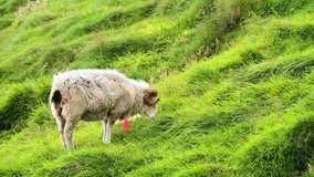 Ram with big horns grazes on green summer meadow. Streymoy island, Faroe islands, Denmark. UHD 4k video