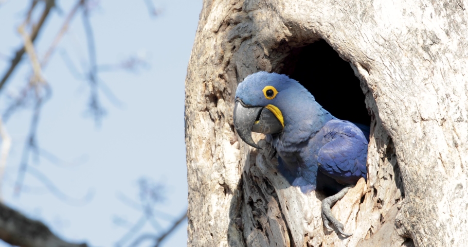 Close Up Of Hyacinth Macaw Anodorhynchus Hyacinthinus Image Free 