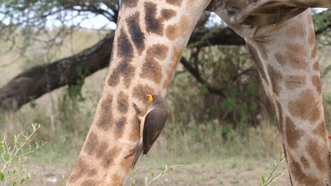 Giraffe Penis