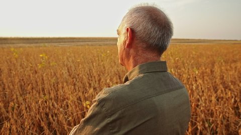 Rear view of senior farmer standing in soybean field examining crop at sunset.	