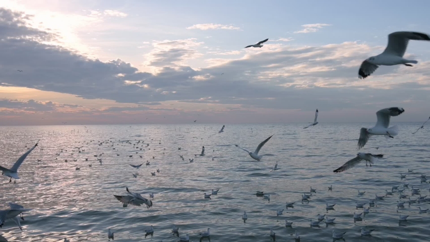 Seagull gliding in the air image - Free stock photo - Public Domain ...