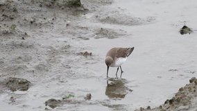 HD video of a sanderling, Calidris alba, a small wading bird searching for food in muddy marsh. The sanderling is a small plump sandpiper.
