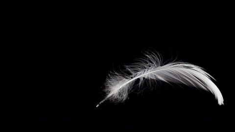 White feather dropped on a black background. Slow motion.