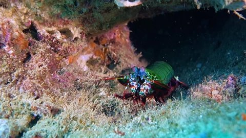 Close-up. Peacock mantis shrimp sits on the seabed near his home. Philippines. Sabang.