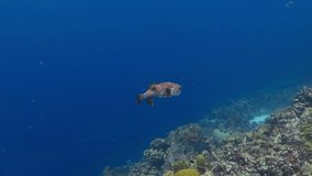 Tropical coral reef, blue ocean nad swimming Porcupinefish (Diodontidae). Corals and swimming fish. Marine life in warm sea, underwater video from scuba diving on paradise coral reef. 