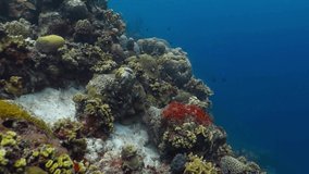Blue tropical ocean and coral reef. Underwater video from swimming over healthy reef ecosystem with various aquatic wildlife. Saltwater and marine life, scuba diving in shallow ocean. 