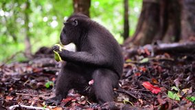 Monkey eating mango. The Celebes crested macaque in the forest. Green natural background. Crested black macaque, Sulawesi crested macaque, or the black ape.  Natural habitat. Sulawesi. Indonesia