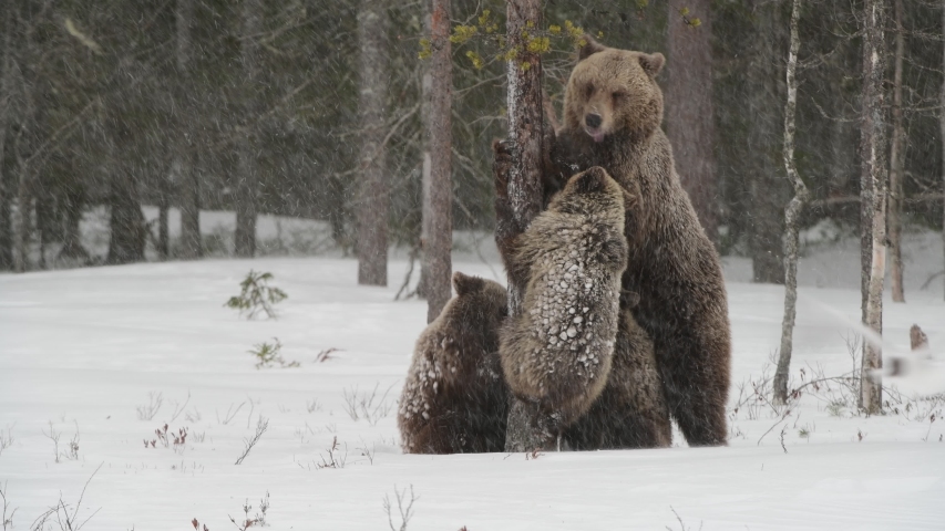 Bear family in the snowfall. She-Bear and bear cubs on the snow. Brown bears in the winter forest. Natural habitat. Scientific name: Ursus Arctos Arctos. Royalty-Free Stock Footage #1042305391