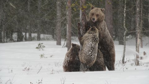 Bear family in the snowfall. She-Bear and bear cubs on the snow. Brown bears in the winter forest. Natural habitat. Scientific name: Ursus Arctos Arctos.
