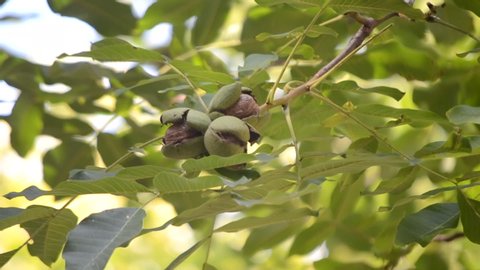 Matured kernels of walnut nuts ready to fall off green peel rind and green leaves on branch walnut tree.