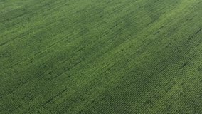 Corn field crop from high altitude 4K aerial video