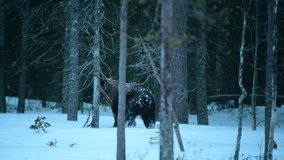 Walking Brown bear in the snow. Blizzard in night winter forest.  Wild Adult Brown Bear. Scientific name: Ursus arctos. Natural habitat. Winter season