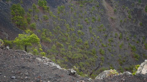 San Antonio Volcano in La Palma. Canarian pines growing in the crater.