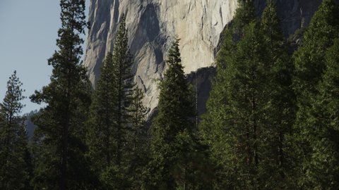 Tilt up to scenic view of trees and El Capitan / Yosemite Valley, California, United States