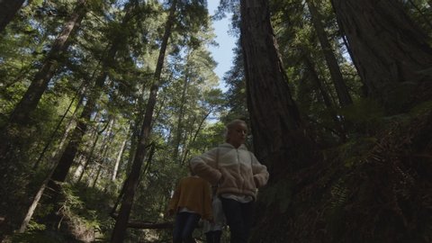Low angle tracking shot of mother and daughters walking on path in forest / Muir Woods, California, United States