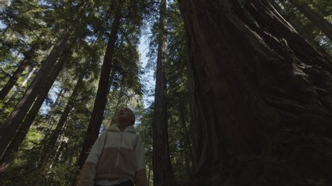 Low angle tracking shot of girls walking in forest looking up at trees / Muir Woods, California, United States