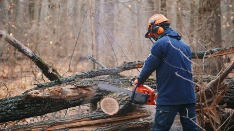 A man in protective helmet cuts up fallen dead trees in the forest for firewood, slow-motion.